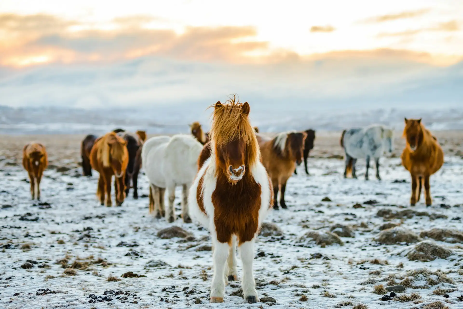 Loty do: Islandia